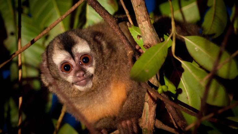 Mono nocturno andino, una de las especies más amenazadas del Latinoamérica.