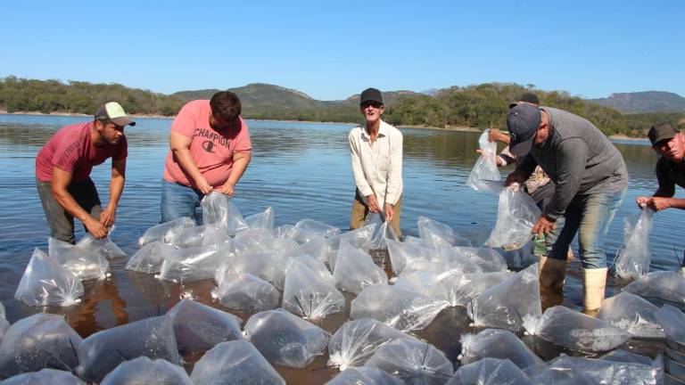 Se llevó a la presa Vinoramas una siembra de 250 mil alevines. Se llevó a la presa Vinoramas una siembra de 250 mil alevines.