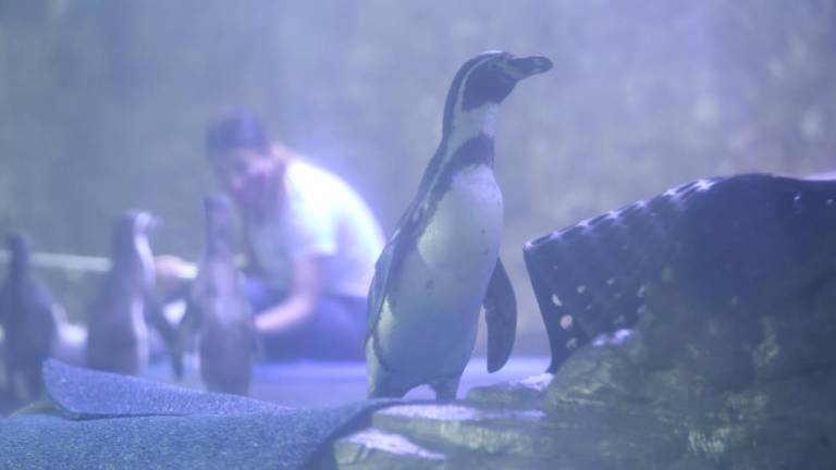 Con el pingüinario no pasará lo que sucedió con el tiburonario colapsado en Mazatlán, asegura arquitecto