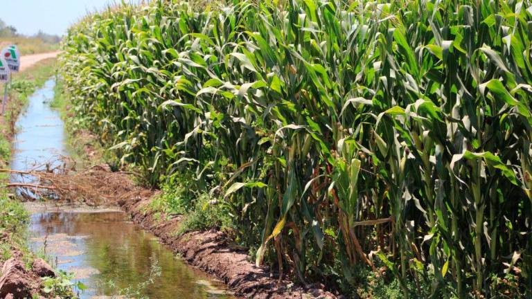 El riego es presentado como la solución más evidente e inmediata cuando se busca mejorar la productividad agropecuaria.