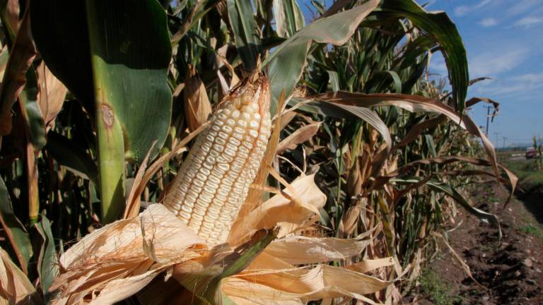 En el ciclo agrícola otoño-invierno 2021-2022 el principal cultivo será el maíz blanco.