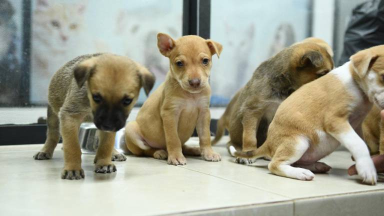 Varios cachorritos están en espera de ser adoptados y tener un nuevo hogar.