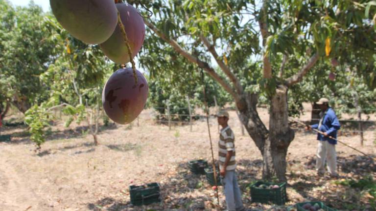 Los productores de mango no tuvieron una buena temporada este año en el sur de Sinaloa.