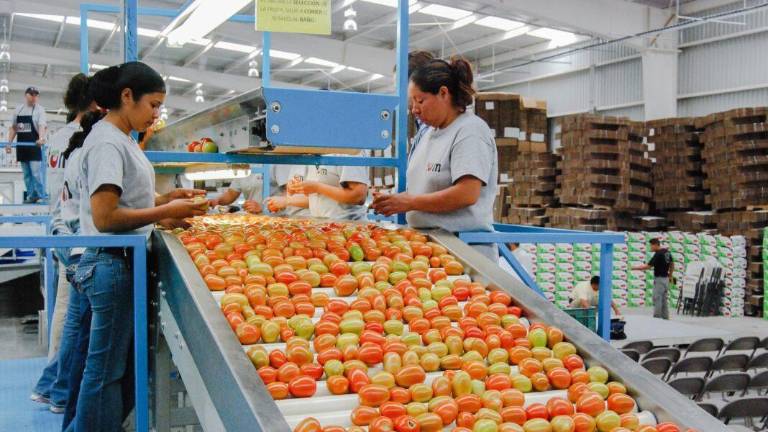 El Gobierno de Donald Trump reduciría aranceles a alimentos, entre ellos el tomate. El Gobierno de Donald Trump reduciría aranceles a alimentos, entre ellos el tomate.