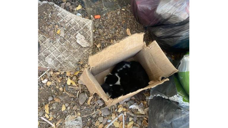 Utilizan a menor para tirar gatos recién nacidos en la basura de escuela primaria en Culiacán
