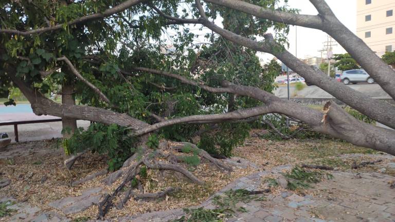 Un árbol del parque fue derribado por los vientos de Pamela.