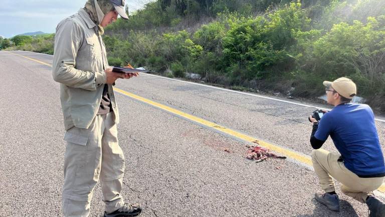 La mortandad de fauna en Sinaloa es mayor en las carreteras que la propia caza ilegal, revela investigación de la UAS.
