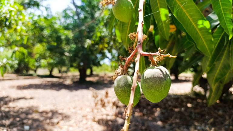 Preocupa restraso de floración de mango en Escuinapa