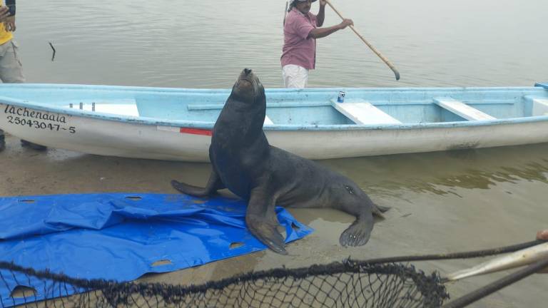 Sorprende lobo marino a pescadores en La Estacada, en Escuinapa
