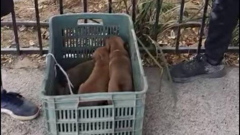 Encerrados en una bolsa, arrojan a perritos en un pozo en Culiacán