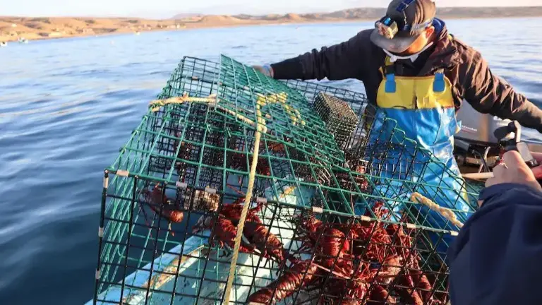 El levantamiento de la restricción se dio a partir de las 00:00 horas del sábado 1 de noviembre de 2025, hasta las 24:00 horas del 30 de abril de 2026. El levantamiento de la restricción se dio a partir de las 00:00 horas del sábado 1 de noviembre de 2025, hasta las 24:00 horas del 30 de abril de 2026.
