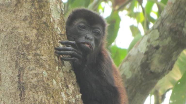 La organización COBIUS ha documentado la muerte de al menos 78 monos saraguatos, también conocidos como aulladores, en Tabasco y el noroeste de Chiapas.