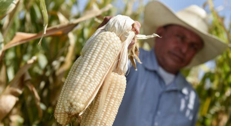 La especialista indicó que para el 2023 y 2024, el precio del maíz sufrió una baja considerable a aproximadamente 5 mil por tonelada.