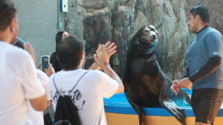 Para ingresar a la exhibición de lobos marinos y el Pingüinario las personas tienen que adquirir un boleto adicional de 160 pesos.