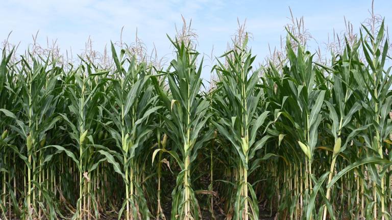 El índice de la FAO para los precios de los cereales subió un 1.0 por ciento desde el mes pasado debido principalmente al aumento del 7.0 por ciento en los precios internacionales del maíz.