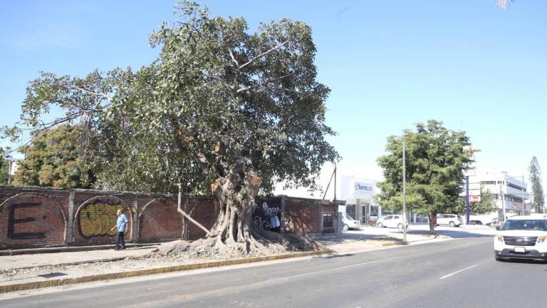 Este árbol con muchos años de antigüedad fue podado de manera érronea, por lo que Ecología sancionará al responsable.