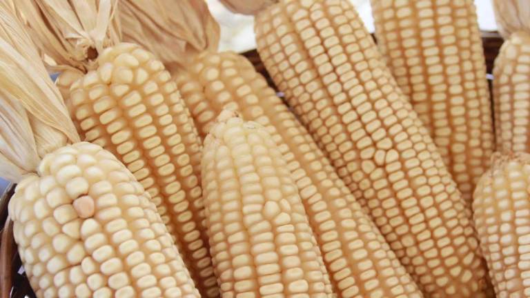 Para el ciclo 2022-2023 se autorizó la siembra de 520 mil 904 hectáreas de maíz blanco.