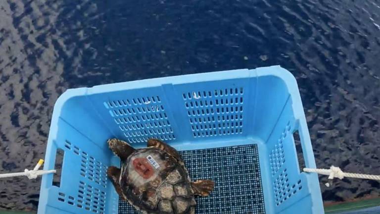 Una tortuga caguama (Caretta caretta) es bajada suavemente al Océano Pacífico, desde la cubierta de un transportista de carga con dirección al este, en julio de 2023.
