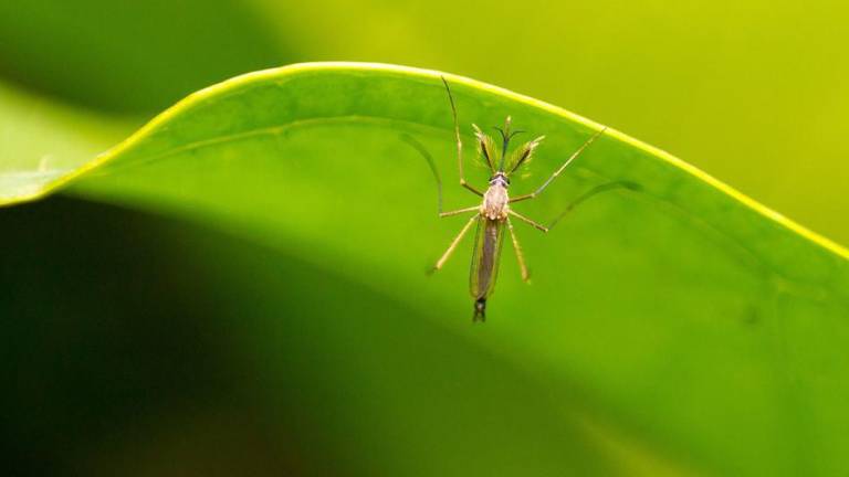 Cambio climático empuja el dengue hacia Europa y Sudamérica: OMS