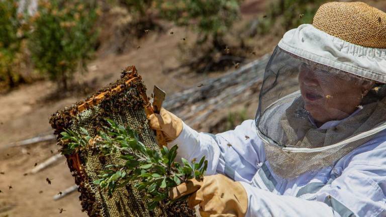 La mujer que extrae miel del desierto de Chile