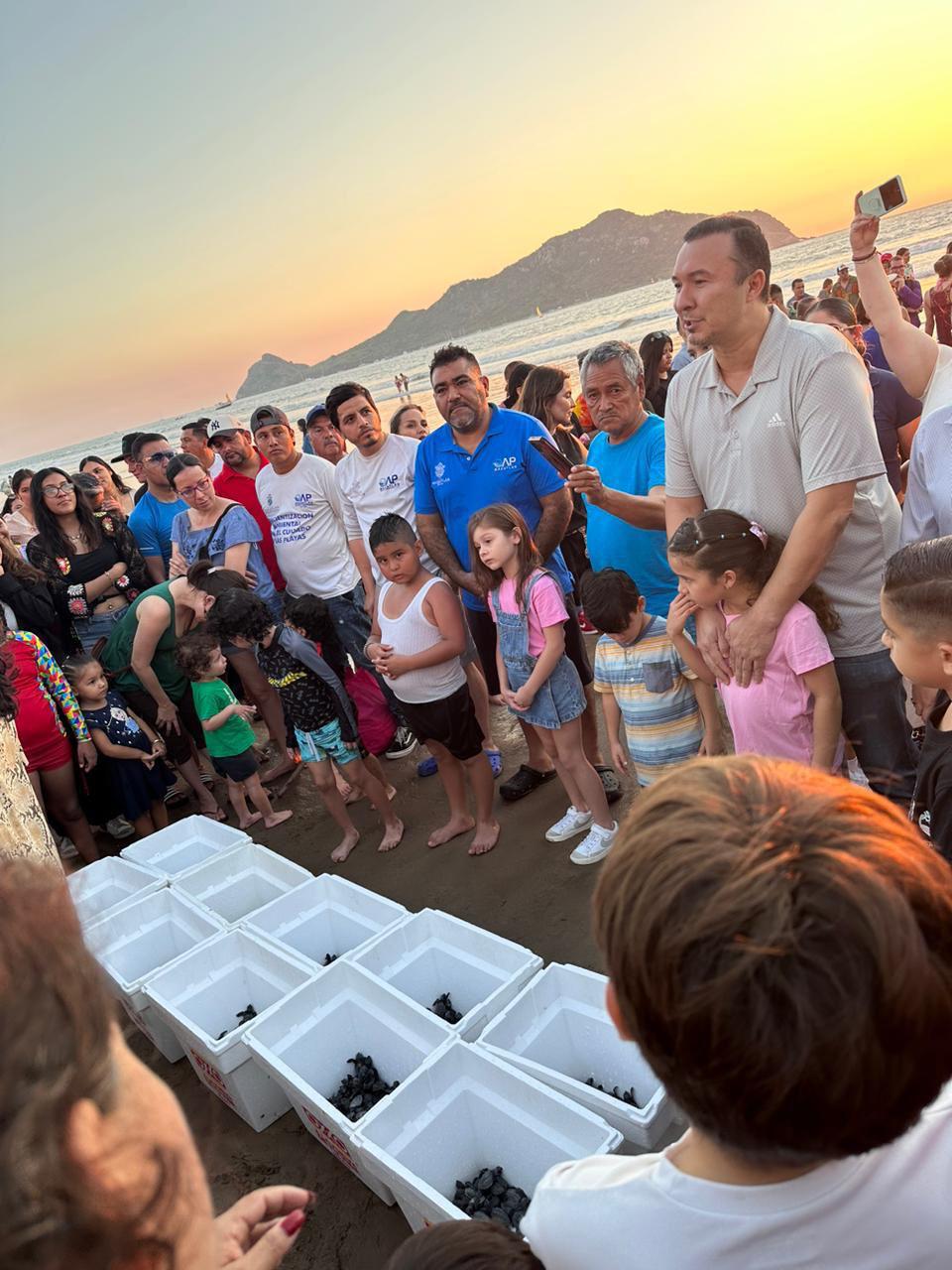$!Liberan en playas de Mazatlán 500 crías de tortugas golfinas