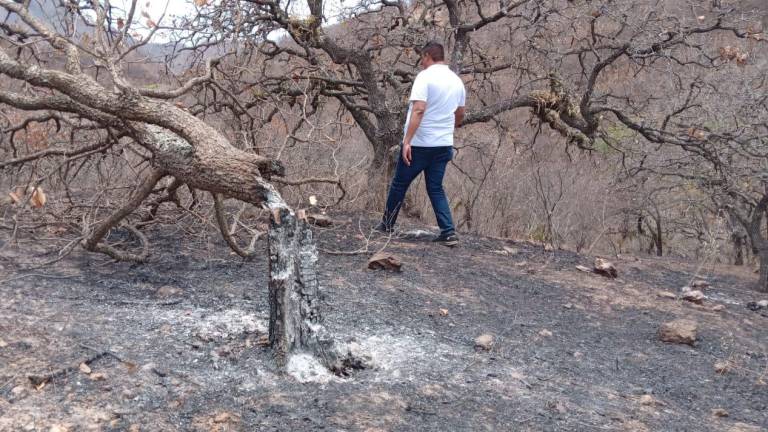 Los pobladores de comunidades de Tepuche apoyaron a controlar el incendio ubicado en el Cerro Los Picachos.
