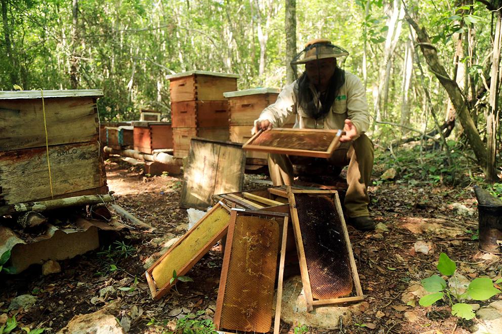 $!Agroindustria y resistencia de las abejas en Los Chenes