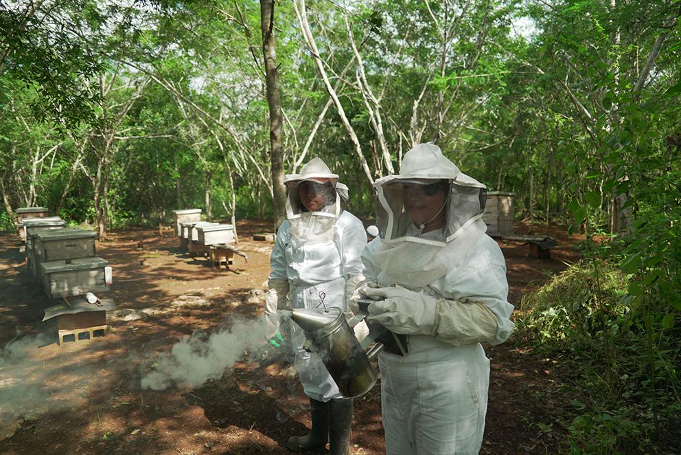 $!Agroindustria y resistencia de las abejas en Los Chenes