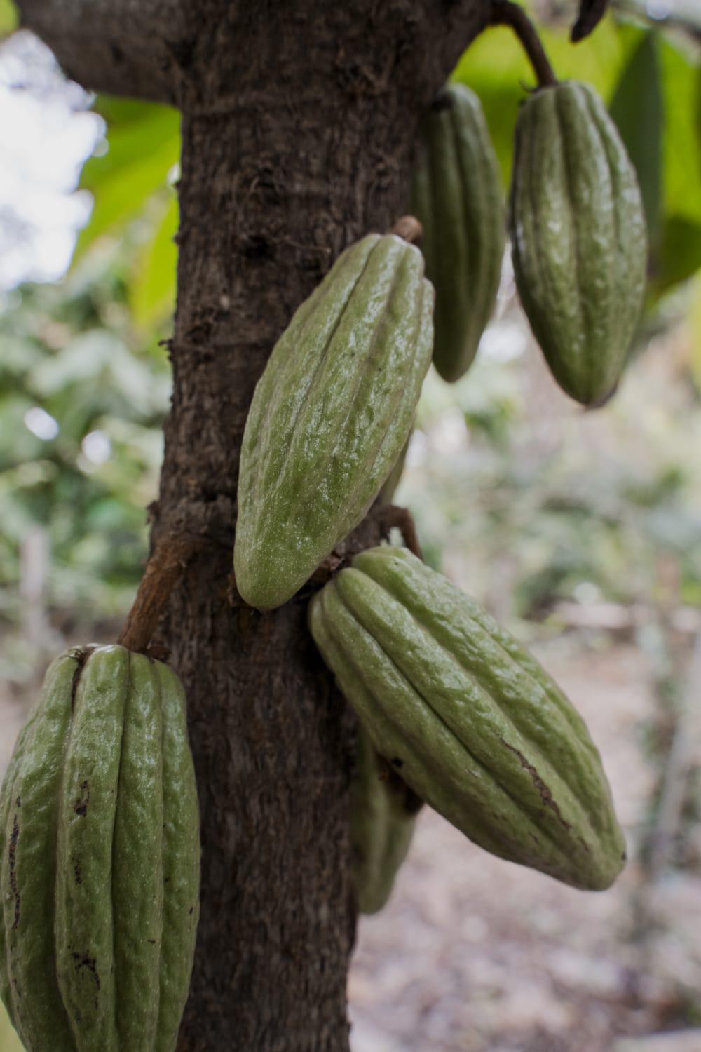 $!Plantas preservan historias y conocimientos de pueblos indígenas en Culiacán