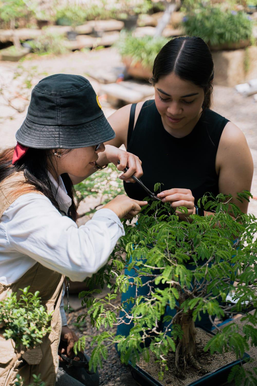 $!Aprende el arte Bonsái en el Jardín Botánico Culiacán