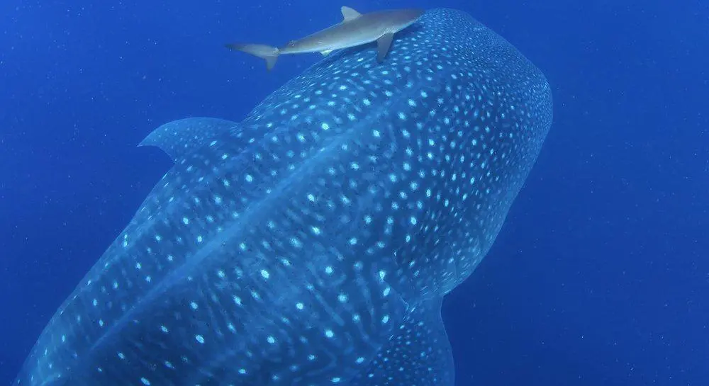 $!Científicos proponen extender áreas marinas protegidas para preservar de la pesca al tiburón sedoso