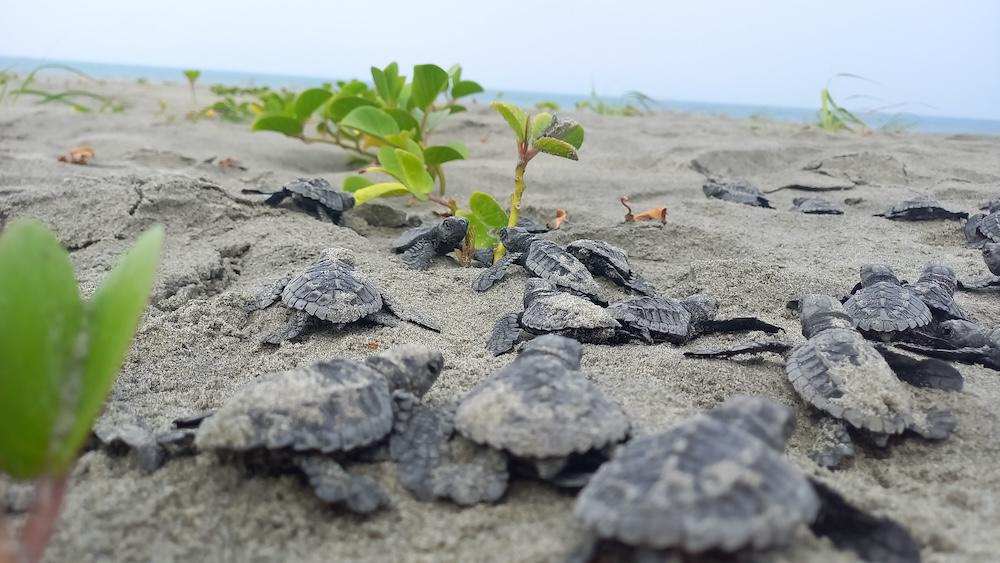 $!Eclosión de tortugas en playa Portete, Ecuador.