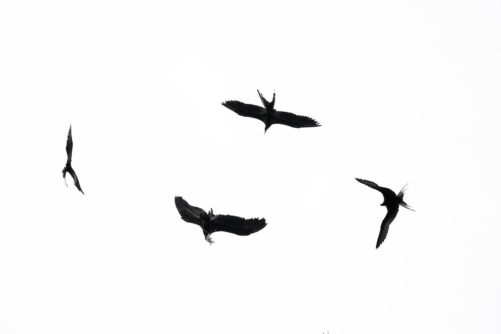 $!Una parvada de gallinazos rodea la caleta de Puerto Pizarro.