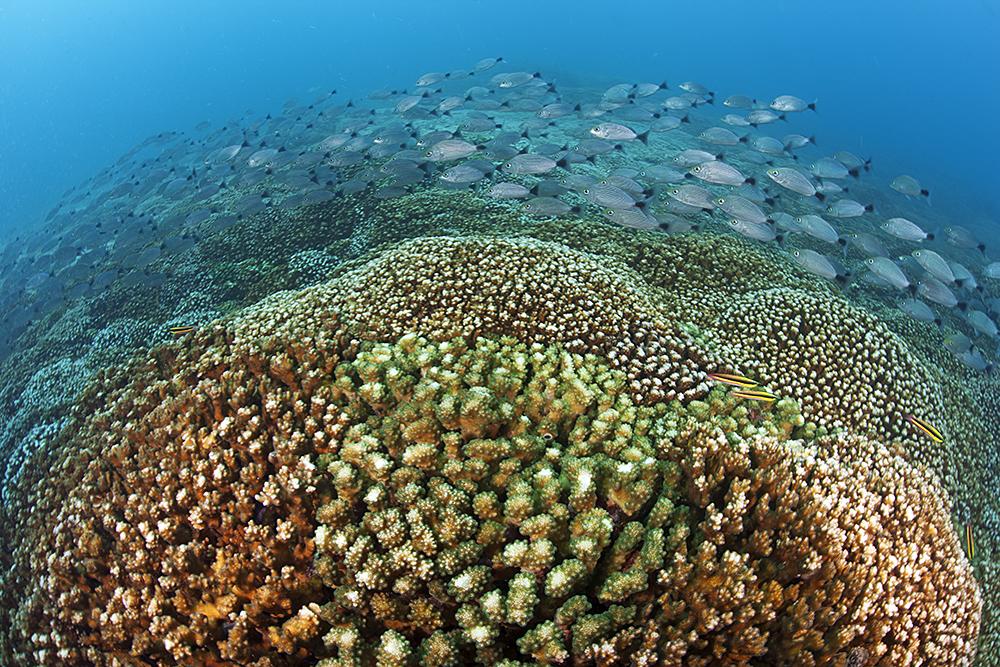 $!Un arrecife de coral del Parque Nacional Huatulco.