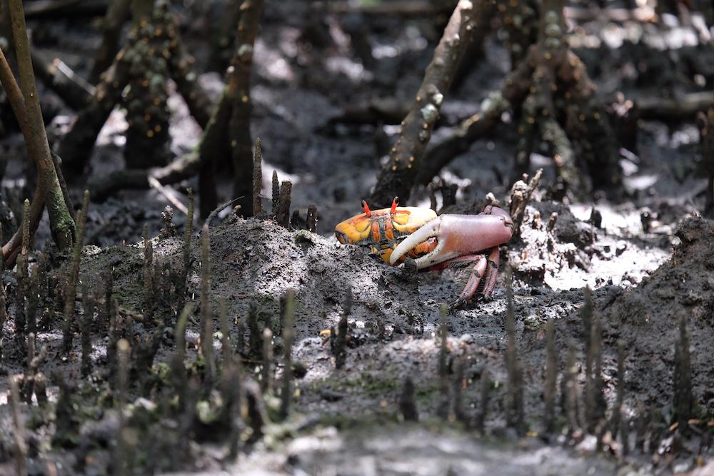 $!Así se aniquila al Estero de Urías, uno de los más contaminados de México y el mundo
