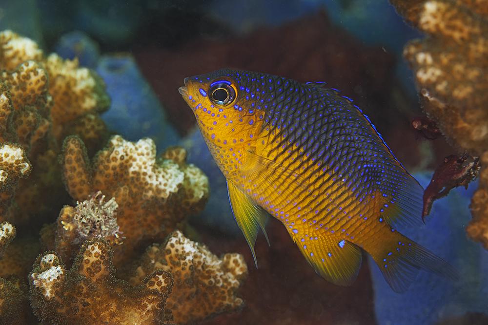 $!Pez damisela (Stegastes flavilatus), en el Parque Nacional Huatulco.