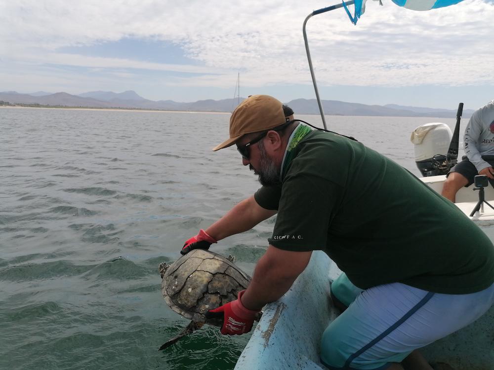 $!En México, pescadores y biólogos suman fuerzas para monitorear la tortuga carey, en Peligro Crítico de extinción
