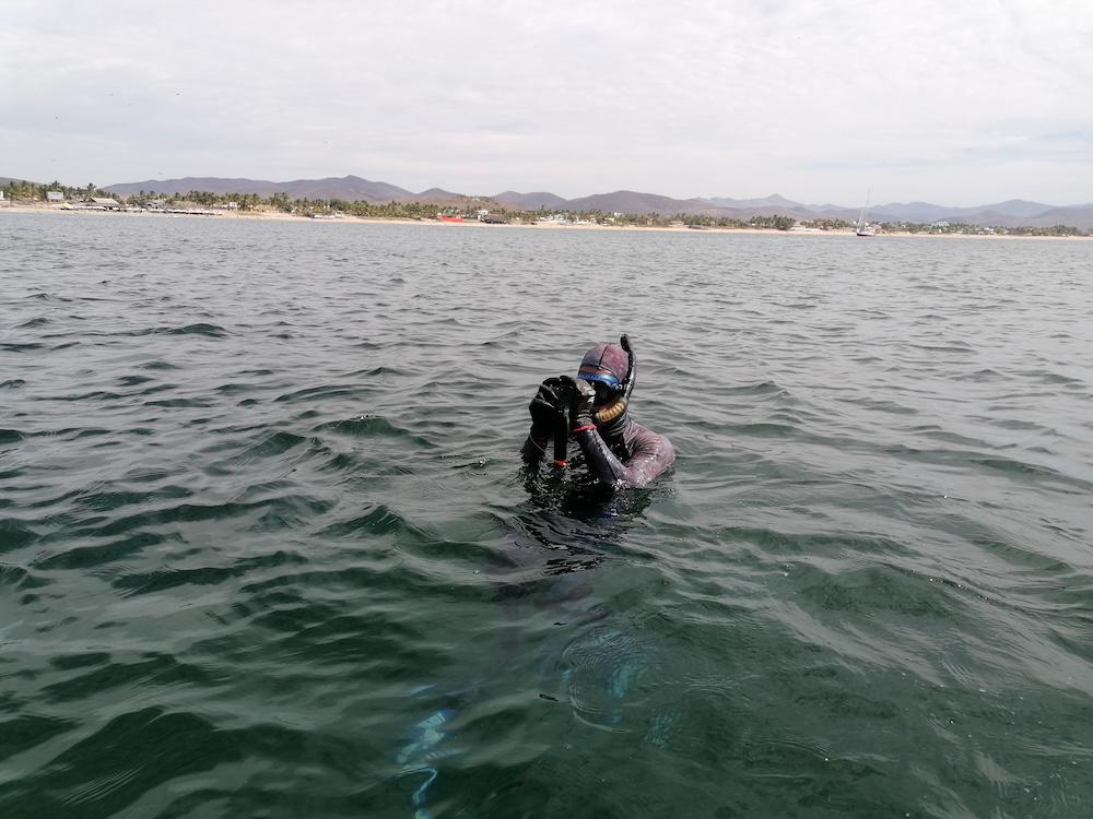 $!En México, pescadores y biólogos suman fuerzas para monitorear la tortuga carey, en Peligro Crítico de extinción