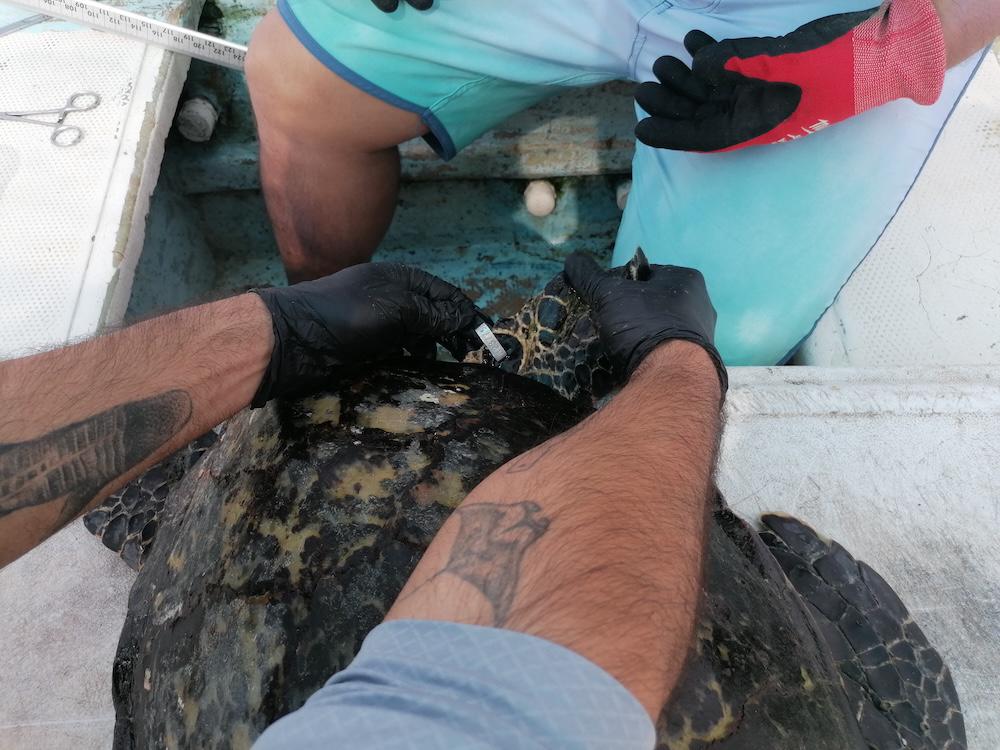 $!En México, pescadores y biólogos suman fuerzas para monitorear la tortuga carey, en Peligro Crítico de extinción