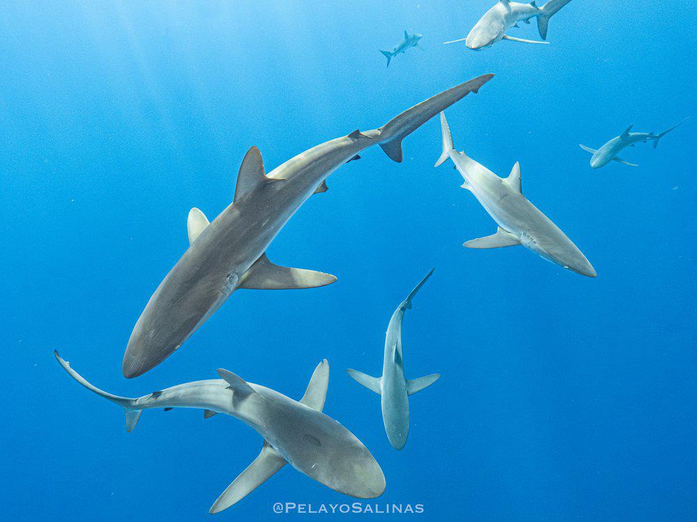 $!Científicos proponen extender áreas marinas protegidas para preservar de la pesca al tiburón sedoso