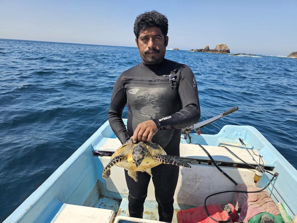 $!En México, pescadores y biólogos suman fuerzas para monitorear la tortuga carey, en Peligro Crítico de extinción