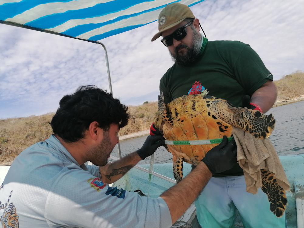 $!En México, pescadores y biólogos suman fuerzas para monitorear la tortuga carey, en Peligro Crítico de extinción