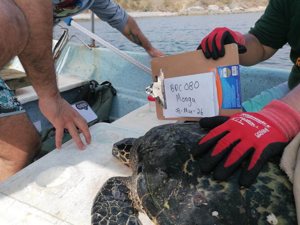 $!En México, pescadores y biólogos suman fuerzas para monitorear la tortuga carey, en Peligro Crítico de extinción
