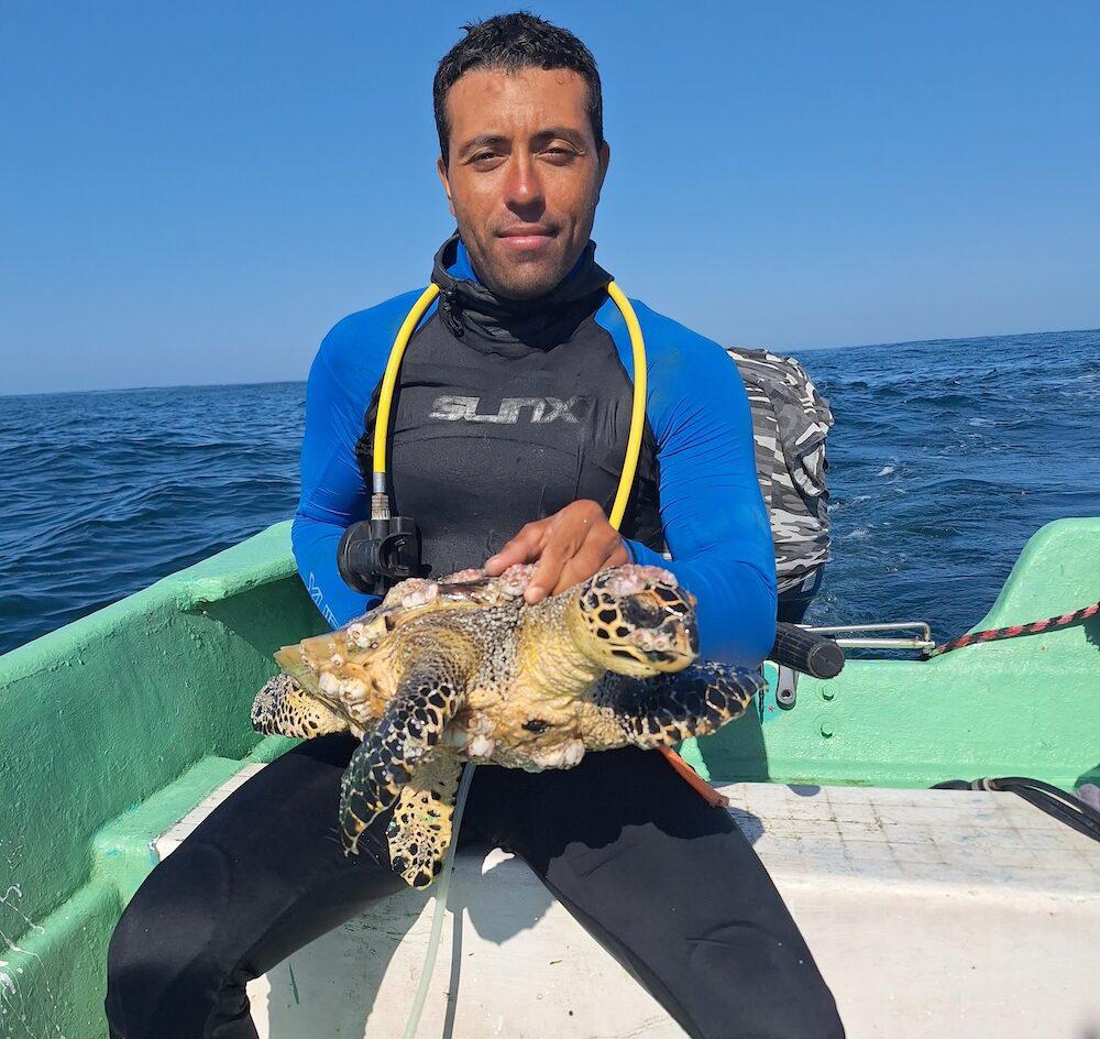 $!En México, pescadores y biólogos suman fuerzas para monitorear la tortuga carey, en Peligro Crítico de extinción