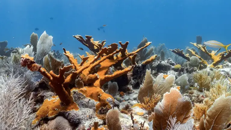 Colonias de coral cuerno de alce (Acropora palmata).