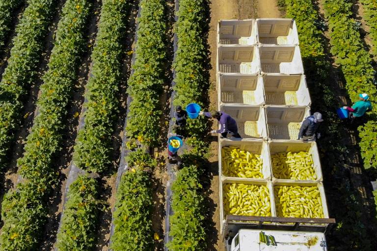 Ordena EU detener uso de pesticida Dacthal por afectar a mujeres embarazadas