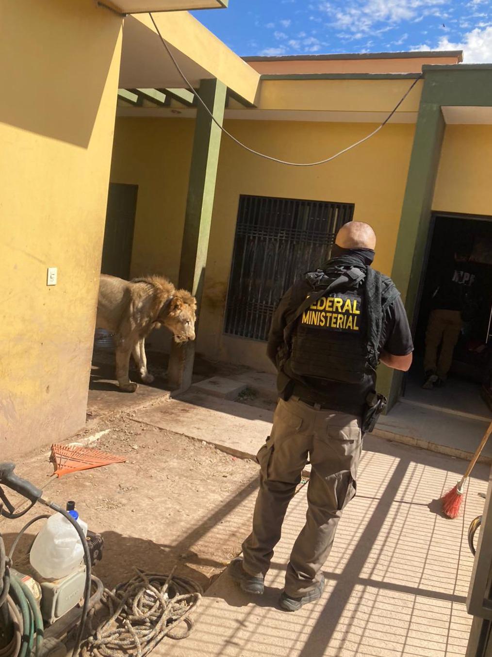 $!Aseguran casi $42 millones en droga en Sinaloa... y hasta un león africano en Escuinapa