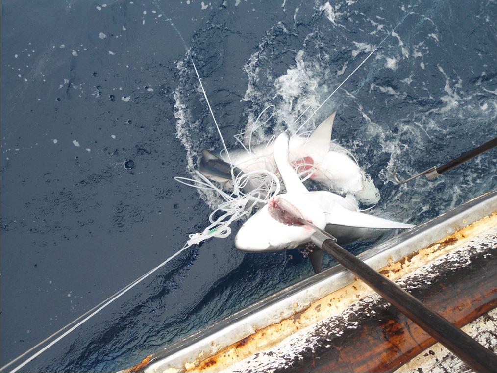 $!Pesca brasileña de un tiburón mako (Isurus oxyrinchus) y un tiburón sedoso (Carcharhinus falciformis) con palangre.