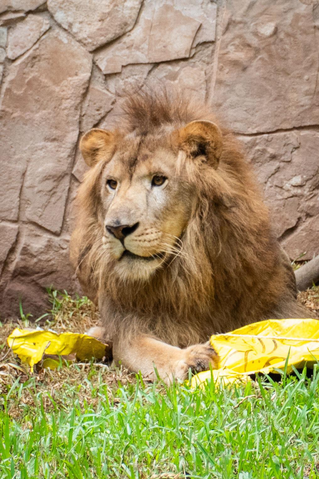 $!Presentan a ‘Tiki’, un nuevo león africano del Zoológico de Culiacán