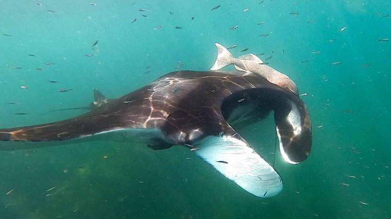 México: ciencia y participación social para proteger a las gigantes de Bahía de Banderas